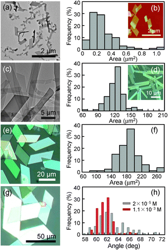 Characterization of PdCl2Az2 parallelogram-shaped sheets. (a) and (b) 2 × 10−5 M THF/H2O (1/4, v/v). (c) and (d) 1 × 10−4 M THF/H2O (1/1, v/v). (e) and (f) 1.1 × 10−3 M THF/H2O (5/4, v/v). (g) 5.3 × 10−3 M THF/H2O (2/1, v/v). Images were obtained by TEM (a, c), AFM (inset in b) and OM (inset in d, e, g). The lateral dimensions (areas in b, d and f) and angles (in h) were calculated from TEM and OM images.