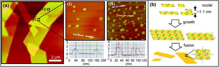 (a) AFM image of complex microsheets on a mica substrate. (I) and (II) correspond to zoom-in images and height profiles. (b) A schematic representation of the proposed growth process.