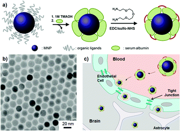 Serum albumin (SA) coated MNPs (SA-MNPs). (a) Surface modification of SA-MNPs. EDC: 1-ethyl-3-(3-dimethylaminopropyl) carbodiimide hydrochloride, sulfo-NHS: N-hydroxysulfosuccinimide. (b) The transmission electron microscope (TEM) image of MNPs. (c) Schematic of the BBB penetration of nanoparticles.