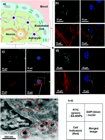 
          In vitro internalization of SA-MNPs into primary cells. (a) BBB is composed of endothelial cells and is surrounded by astrocytes.9 The confocal images of (b) endothelial cells, (c) neurons and (d) astrocytes which are treated with SA-MNPs (100 μg ml−1). The green FITC labeled SA-MNPs are observed in the cells. The nuclei of cells are stained with blue DAPI. Each of the endothelial cells, neurons and astrocytes is shown in red after being counter-stained with phalloidin (action marker), anti-NeuN (neuron marker) and anti-GFAP (neuroglia marker), respectively. The small box is the legend for the optical images. (e) TEM image of SA-MNPs treated neuron. Red circles indicate SA-MNPs.