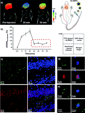 
          In vivo internalization of SA-MNPs into the brain. (a, b) Time dependent MRI signal changes in the brain after the SA-MNPs injection. (a) The color-mapped MR image of mouse over time and (b) the graph of MR signal at the brain (ΔR2/R2pre-injection) vs. time. The mouse brain image is color-coded where red and blue are low to high MRI signal and green is the intermediate signal. In Fig. 3b, the red-dotted box shows the steady presence of SA-MNPs in the brain. Confocal images of (c) hippocampal brain tissue and magnified confocal images of (d) neuron and (e) neuroglia. Green color corresponds to FITC labelled SA-MNPs. The mouse brain tissue is excised and incubated with DAPI (blue, nucleus marker) and anti-NeuN (red, neuron marker). In the magnified images (d, e), green SA-MNPs exist in the cytosol of both (d) neuron and (e) neuroglial cells. The small box is the legend for the optical images.