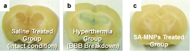 The examination of the intact BBB penetration of SA-MNPs in mice. The cross-sectioned images of brains from mice are shown, which included (a) saline treated (intact conditions, negative control), (b) hyperthermia (BBB breakdown, positive control) and (c) SA-MNPs treated groups. EB is injected via the tail vein.