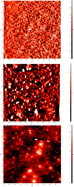 
          Atomic force microscopy images of para-hexanoyl[4]arene (a), para-hexanoyl[6]arene (b) and para-hexanoyl[8]arene surfaces deposited on gold. Image sizes are 5 × 5 μm.