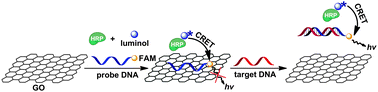 Schematic illustration of target DNA induced CRET change of the FAM labeled probe DNA–GO complex.