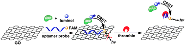 Schematic illustration of thrombin induced CRET change of the FAM labeled aptamer–GO complex.