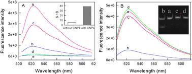 
          Fluorescence emission spectra of the DNA samples. (A) Curves a and b are the dsDNA probe (P1 + P2) and ssDNA sample (P3 + P4 + P5 + P6) without CNPs, respectively, curves c and d are the corresponding spectra with CNPs, curve e is the spectrum of SG alone. Inset: the patterns of the ratio of signal to background (S/B) with or without CNPs obtained from the spectral detection at 524 nm. (B) Curves a and b are the dsDNA probes (P1 + P2) treated without/with Dam MTase in the presence of DpnI, respectively, curve c is the sample treated with Dam MTase alone and curve d is the random dsDNA (P7 + P8) treated with Dam MTase and Dpn I. Inset: the gel electrophoresis images of the dsDNA probes incubated for 4 h. Lanes: (a) treated with Dpn I endonucleases alone; (b) treated with Dpn I endonucleases and Dam methylase; (c) treated with Dam methylase alone; (4) dsDNA probe.