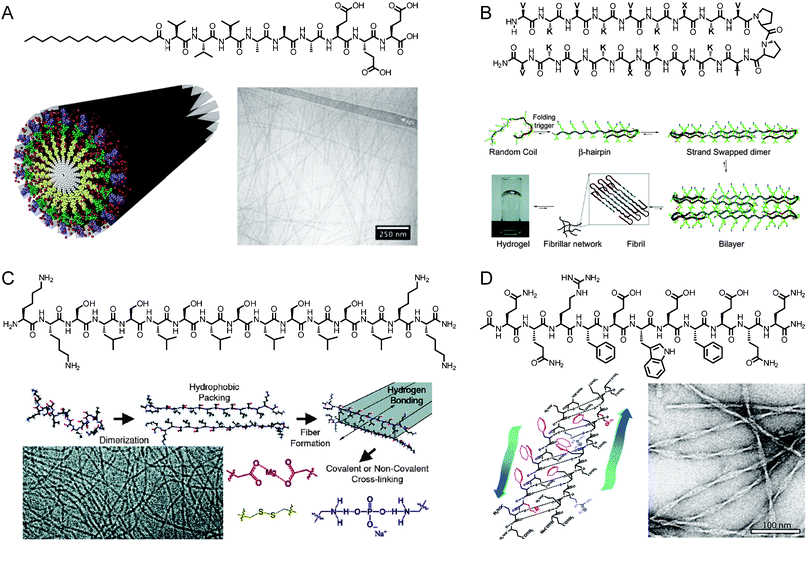 (A) Chemical structure of a peptide amphiphile, schematic representation of PA self-assembly into cylindrical nanofibers, and cryogenic transmission electron microscopy (cryoTEM) of assembled aggregates. Reprinted with permission from ref. 15 (Copyright 2010) and ref. 9 (Copyright 2011) (B) Chemical structure of a β-hairpin peptide and mechanism of folding and gelation. Reprinted with permission from ref. 21 (Copyright 2009 American Chemical Society). (C) Chemical structure of a multidomain peptide, mechanism of folding and gelation, and cryoTEM image of assembled peptides. Reprinted with permission from ref. 22 (Copyright 2009 American Chemical Society). (D) Chemical structure of self-assembling peptide P11-II, its β-sheet-driven assembly into tape-like aggregates, and negatively stained TEM image of the nanostructures. Reprinted with permission from ref. 23 (Copyright 2003 American Chemical Society).