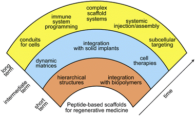 
          Vision for the future of peptide-based materials in regenerative medicine.