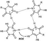 U-quartet showing the N(3)–H(3)⋯O(4) hydrogen bonds of each uracil residue. The H5 and H6 protons are also shown. The key NOE interaction between uracil's imino proton to H5 to suggest quartet formation is shown.