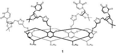 Side-on view of cavitand-uridine conjugate 1.