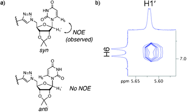 (a) Syn and anti conformations of uracil in conjugate 1 and (b) the H6–H1′ NOE cross-peak indicative of the syn conformation.