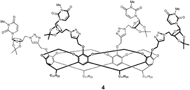 Side-on view of modified conjugate 4.