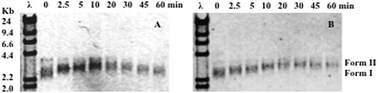 
          Gel electrophoresis mobility shift assay showing the photobinding of [(Ph2phen)2Ru(dpp)PtCl2]2+ to pUC18 plasmid DNA following 455 nm (A) or ≥ 590 nm (B) irradiation. The lanes correspond to: (λ) lambda molecular weight marker, (C) pUC18 DNA plasmid control, and 0, 2.5, 5, 10, 20, 30, 45, and 60) 5 : 1 BP:MC solutions photolyzed for 0, 2.5, 5, 10, 20, 30, 45, and 60 min, respectively.