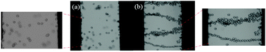 The OM images of the c-MWNT (0.96 wt%)–SL particles dispersed in silicone oil with no applied electric field (a) and under an applied electric field (0.5 kV mm−1) (b).