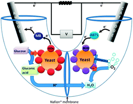 Schematic presentation of the hybrid biofuel cell. Yeast at the cathode express BOD on their surface, while those at the anode express GOx.