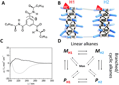 (A) Structure of (S,S,S)-D-BTA; θ is the dihedral angle of the amide with respect to the central benzene ring. (B) Schematic representation of BTAs present in the two conformers, H1 and H2, both showing M helicity. (C) CD spectra of (S,S,S)-D-BTA in heptane (grey line) and MCH (black line) at T = 20 °C, c = 50 μM. (D) Four possible states of the supramolecular polymers of (S,S,S)-D-BTA in equilibrium with the monomer in alkane (linear, cyclic or branched) solvents.