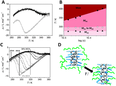 (A) Molar ellipticity Δε as a function of temperature for (S,S,S)-D-BTA in MCH (black line) and in heptane (grey line) (c = 50 μM, λ = 223 nm, cooling rate = 1 K min−1). (B) Pseudo-phase diagram derived from Fig. S6, ESI. (C) CD cooling curves of D-BTA in heptane (grey line) to heptane/MCH 62/38% v/v (black line) with MCH added in portions of ∼3% v/v (c = 50 μM, cooling rate = 1 K min−1, λ = 223 nm). (D) Schematic representation of the intercalation of heptane (depicted in green) between BTAs of the supramolecular aggregate. As a result, the conformation changes from H2 to H1.