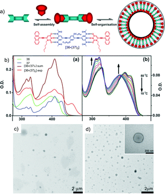 (a) Schematic representation of the assembly of 36 and 37 into vesicular adducts; (b) experimental and calculated absorption spectra of 36, 37 and [36·(37)2] (left), and variable-T absorption spectra of 36 in cyclohexane (right). TEM (c and d) and AFM (e and f) images of the self-assembled structures of 36 (c and e) and [36·(37)2] (d and f). (Adapted with permission fromref. 165. Copyright 2009, Royal Society of Chemistry.)