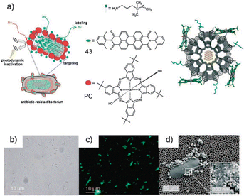 (a) Schematic representation of the multifunctional nanomaterial used to target, label and photoinactivate antibiotic-resistant bacteria. The zeolite L nanocrystal is loaded with 43, and its surface is functionalised with a PC through covalent linkage with the amino groups present on the surface of the zeolite; (b) bright-field microscopy, (c) fluorescence microscopy (λexc = 470–490 nm) and (d) SEM images of the bacteria treated with the functionalised zeolite. (Adapted with permission fromref. 178. Copyright 2009, Wiley-VCH.)