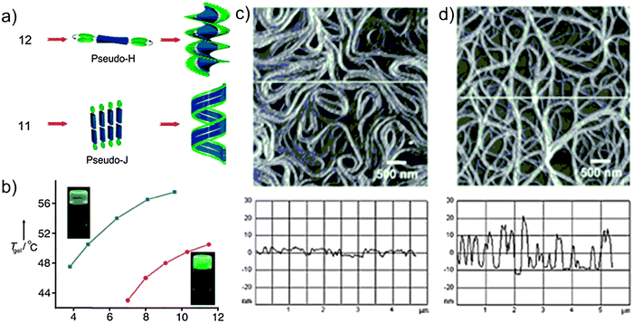 (a) Probable self-assembly process for OPV derivatives 11 and 12; (b) melting temperature profiles for the gel (Tgel) vs. the concentration of the gelators 11 (blue line) and 12 (red line) in decane, showing an enhanced stability for 11-based gel. Insets: photographs of the corresponding gels; (c and d) AFM images of the assemblies of 11 (a) and 12 (b) with the corresponding height profiles shown. (Adapted with permission fromref. 77. Copyright 2006, Wiley-VCH.)