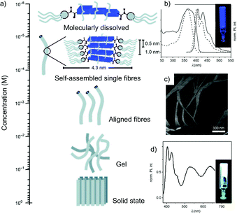 (a) Schematic representation of the self-organisation of molecules 14–18, (b) normalised UV-Vis and PL spectra of 14 in the gel state (solid line) and in MCH dilute solutions (0.7 × 10−6 M; dashed line) at rt; (c) AFM topographic images of 14-based morphologies as obtained from a drop-cast solution of 14 in MCH; (d) PL spectrum of a gel containing chromophores 14 (4.5 × 10−3 M) and 16–18 (λexc = 375 nm; molar ratio 14/16/17/18 = 4.5 : 0.7 : 0.2 : 0.1). Inset: PL lifetime-decay (λexc = 400 nm) monitored at 415 nm of a gel containing only 14 and another gel containing also the chromophores 14, 16, 17 and 18. (Adapted with permission fromref. 85. Copyright 2009, Wiley-VCH.)