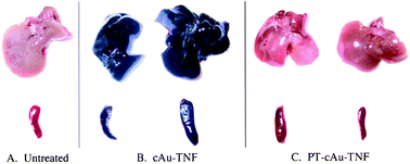 Mice bladder and liver treated with various vectors, 5 h after injection. Reprinted with permission of Taylor and Francis (ref. 84, Paciotti's group).