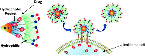 Delivery of the drug trapped inside the hydrophobic layer surrounding the AuNP. Reprinted with permission of the American Chemical Society (ref. 83, Rotello's group).