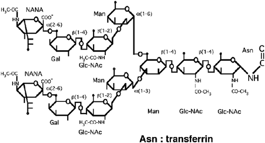 Structure of transferrin.