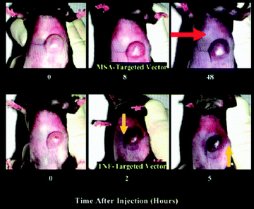 Active targeting of the TNF vector and passive accumulation of the MSA vector. Reprinted with permission of Wiley Interscience (ref. 91, Paciotti's group).