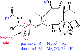 
            Binding site between the taxoid and the vector.