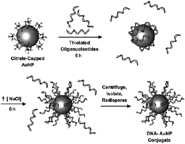 AuNP functionalization with DNA. Reprinted with permission of Dove Medical Press (ref. 3, Cai's group).