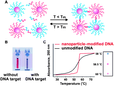 (A) Color change upon formation of a polymer–AuNP network. (B) Observation of the aggregation with naked eye or by UV-vis spectroscopy. Reprinted with permission of the American Association for the Advancement of Science (ref. 47, Mirkin's group).