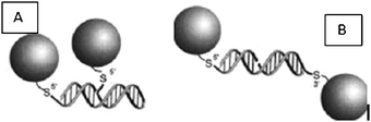 (A) Head-to-tail alignment. (B) Tail-to-tail alignment. Reprinted with permission of the American Association for the Advancement of Science (ref. 80, Mirkin's and Letsinger's groups).