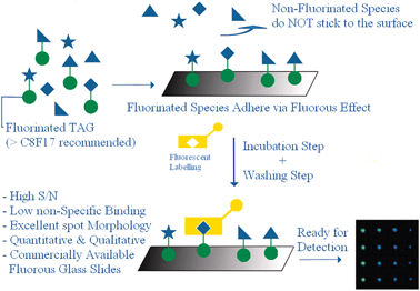 Cartoon illustrating the general concept behind the use of fluorous small molecules microarrays. Positive features are highlighted in blue.