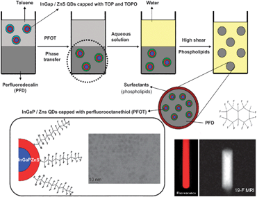 Cartoon illustrating the process for PFD/[InGaP/ZnS QDs] nanoemulsions production. The dispersion of InGaP/ZnS QDs in PFD was facilitated by 1H,1H,2H,2H-perfluorooctanethiol. PFD containing InGaP/ZnS QDs were emulsified in aqueous solutions containing surfactants. Images of the system obtained by TEM, fluorescence spectroscopy and 19F MRI are also shown. Adapted from ref. 74, with permission.