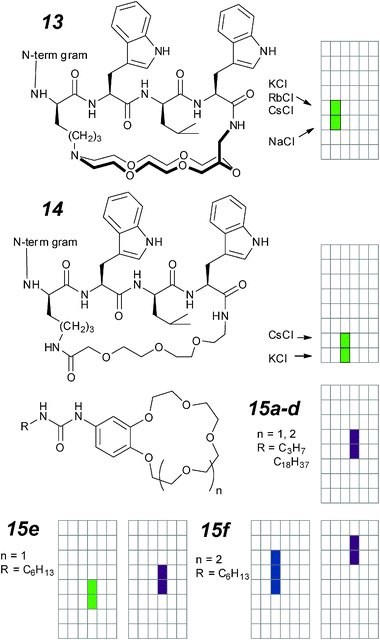 Macrocyclic gramicidins and ureido-crown ethers.