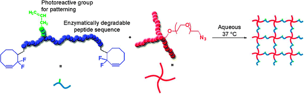 Synthesis of a peptide–PEG based hydrogel containing pendant alkene functionalities by the copper-free strain-promoted alkyne azide cycloaddition [adopted from ref. 180].