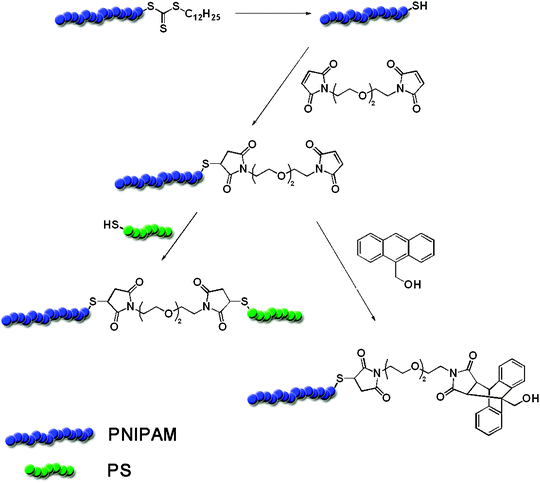 Schematic representation of the RAFT end group modification with bismaleimides towards the use in MA and DA reactions [adopted from ref. 57].