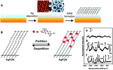 (A) Diagram demonstrating the fabrication process of the partition-layer modified Ag film over nanospheres. Silica spheres self-assemble on clean copper disks, then 200 nm of Ag is deposited onto the nanosphere mask, and the monolayer is formed during exposure of the substrate to an ethanolic alkanethiol solution. (B) Schematic representation of a hypothetical glucose concentration gradient created by a (1-mercaptoundeca-11-yl)tri(ethylene glycol) partition layer. SERS spectra of serum albumin (a) and serum albumin with glucose (b), both of them after subtraction of the monolayer signals. Raman spectrum of glucose (c). Adapted with permission from ref. 6. Copyright 2004 the American Chemical society.