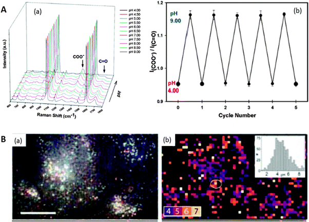 (A) SERS spectra of MBA on nanoshells at various pH values ranging from pH 4.0 to pH 9.0 in steps of 0.50 pH units (a). Repetitive cycling of the Raman pH nanosensor measured by monitoring the change in the I(COO−)/I(CO) (1702 cm−1/1393 cm−1) Stokes modes (b). Error bars represent the standard deviation for the measurements. (B) Reflected white-light image of encapsulated Ag clusters within HeLa cells. Scale bar 20 μm (a). SERS map coloured for pH value determination from ratios of pH-sensitive bands. Regions of low SERS are masked black (b). Inset is the histogram of pH values. Adapted with permission from ref. 10 and 62. Copyright 2010 the American Chemical Society and 2010 Wiley-VCH.