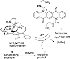 Principle of the fluorescence enzyme assay using 1.