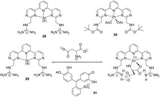 Structures of 29 and 30, and proposed binding mode of host 29, indicator with amino acids.