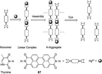 Scheme of Hg2+ induced aggregation of 67 and aggregate dissociation in the presence of cysteine.