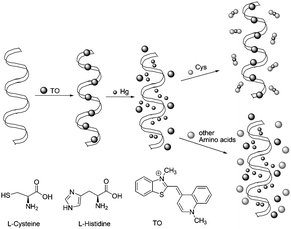 Illustration of the TO/DNA/Metal ion-based amino acid sensor.