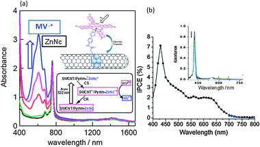 (a) Absorption spectra for the HV˙+-accumulation during the visible light illumination of the ZnNc part in SWCNT/PyrIm→ZnNc; ZnNc = 780 nm, HV˙+ = 620 nm. (b) IPCE action spectrum of SWCNT/PyrIm→ZnP on FTO/SnO2 in acetonitrile (I−/I3−). Inset: the ZnP absorption peaks at 420 nm and 550–600 nm. Modified from ref. 40 and 54.