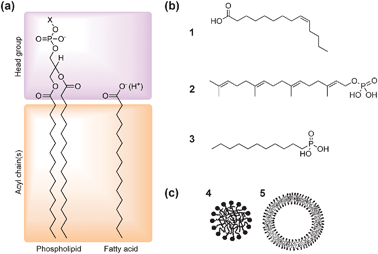 (a) Molecular structures of phospholipids and fatty acids. Phospholipids are double-chained amphiphiles possessing a negatively charged phosphate ester headgroup coupled to another polar functional group (X) such as choline, glycerol, ethanolamine and serine. (b) Examples of single-chain amphiphiles of plausible prebiotic relevance: (1) fatty acid (myristoleic acid), (2) polyprenyl phosphate (geranylgeranyl phosphoric acid), (3) mono-n-alkyl phosphonate (n-decylphosphonic acid). (c) Supramolecular structures formed by spontaneous self-assembly of amphiphiles in water. Single-chain amphiphiles such as fatty acids form spherical micelles (4) with an inner hydrophobic core and outer shell of polar headgroups. In contrast, double-chain phospholipids assembly into spherical vesicles comprising a closed bilayer membrane and entrapped aqueous micro-compartment (5). (Figures (a) and (b) adapted from ref. 12 and 16; Figure (c) adapted from ref. 17).