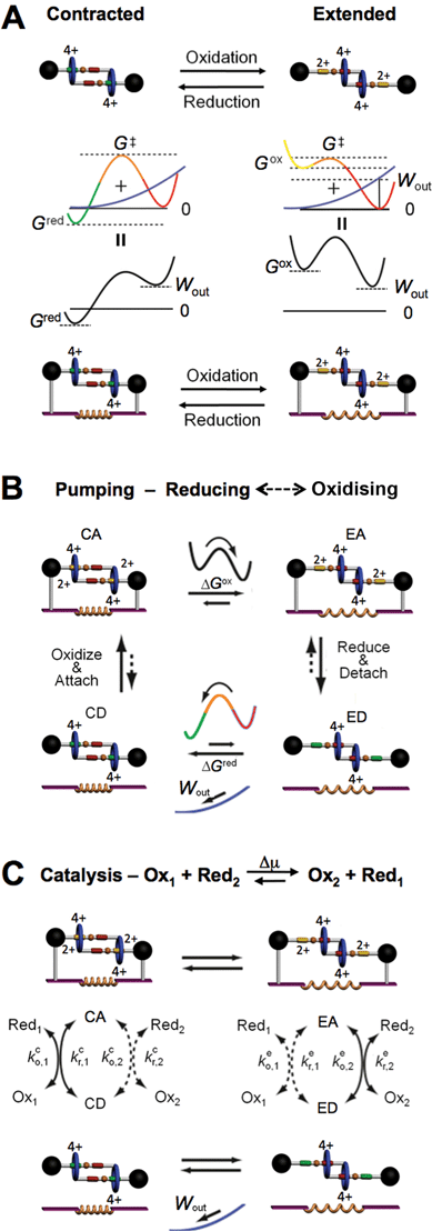 From switches to machines. (A) A graphical representation of a simple, redox switchable, bistable [c2]daisy chain (top) in its contracted and extended forms. The corresponding free energy profiles are illustrated in matching colors beneath each form. If the recognition sites nearer the stoppers are in their reduced (neutral) states (green), they have a greater affinity for the blue rings than do the recognition sites (red) nearer the center of the daisy chain. When the former recognition sites are oxidised (yellow), they have a much weaker affinity for the blue rings which then move to encircle the latter recognition sites (red). When the switchable, bistable [c2]daisy chain (bottom) is attached to a spring, new free energy profiles illustrated above in black represent the sum of the multicolored free energy profiles for the unattached, contracted and extended forms of the [c2]daisy chain and the harmonic potential (blue) of the spring. Wout represents the amount of work stored in the spring. (B) A setup in which switching of the environment from reducing to oxidising conditions is coupled to both extension/contraction and attachment/detachment of the [c2]daisy chain to/from the spring, thereby allowing the system to move in a cycle wherein the extension of the [c2]daisy chain will also expand the spring and store energy. Following the detachment of the bistable [c2]daisy chain, the spring contracts back to its original state, while performing work Wout. This coupling between two separate architectures allows the system to act as a minimal Brownian motor wherein the external driving “pumps” the switching of the bistable [c2]daisy chain between its two different forms. (C) Illustration of how the reduction/oxidation of the green recognition site can be driven by catalytic conversion—. If the contracted form is selective for redox couple 1, and the extended form is specific for redox couple 2, the energy released can be used to drive the system preferentially in a clockwise direction (CA → EA → ED → CD → CA), thereby doing net work on the environment.