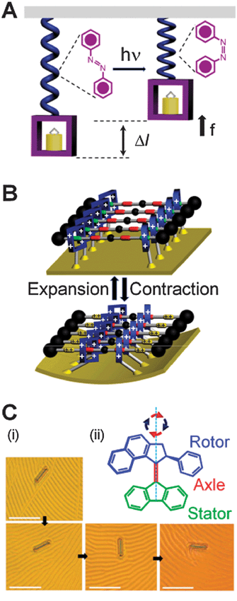 Collections of AMMs can perform mechanical work. (A) Schematic representation of the operation cycle for the polymer containing azobenzene units. Under light irradiation (hν), azobenzenes undergo52trans → cisisomerization, resulting in force f and displacement Δl of the attached object. (B) Electrochemically switchable “palindromic” bistable rotaxanes tethered onto the surface of a gold microcantilever control28 the cantilever's reversible bending. (C) (i) Rotation of a glass rod on a liquid crystal layer doped15 with a “motor” molecule which is switched by UV light. Frames are taken at 15 s intervals and show clockwise rotations of 0, 28, 141, and 226°, respectively. Scale bars: 50 μm. (ii) Structural formula of the AMM. The principal axis indicates the clockwise rotation of the rotor part in a cycle of two photochemical steps (red arrows), causing the isomerization around the central double bond, and two thermal steps (blue arrows). The pictures in (C) are reprinted with permission from ref. 15.