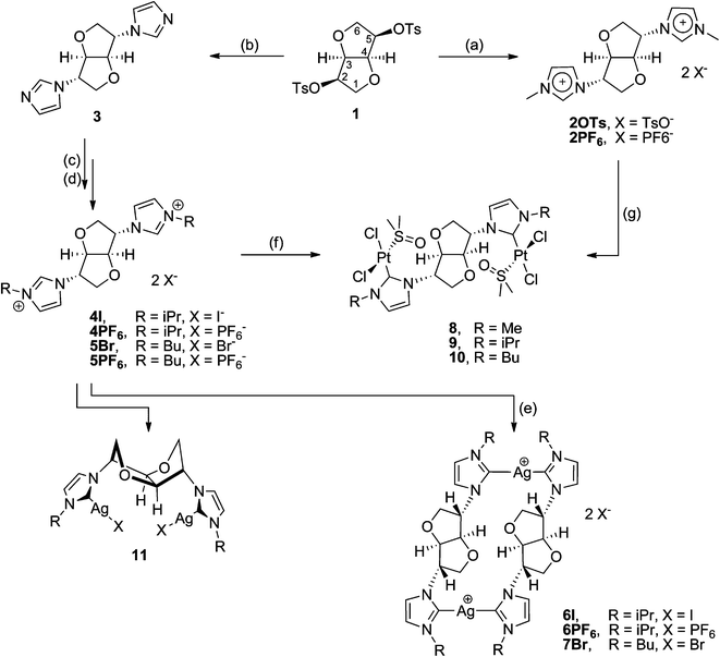 
          Reagents and conditions. (a) N-Methylimidazole, 140 °C; (b) Cs2CO3, dmf, 100 °C; (c) 4I: excess isopropylbromide, CH3CN, reflux, 5Br: excess butylbromide, dmf, 100 °C; (d) excess KPF6, H2O; (e) Ag2O, CH2Cl2, room temperature, 2 days; (f/g) K2PtCl4 or PtCl2, NaOAc, dmso, 70 °C, 2 days.