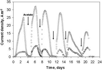 Current densities obtained on 2 wire electrodes colonized by soil bacteria under constant potential −0.2 V vs.SCE: (○) 50 μm diameter, (◇) 500 μm diameter.